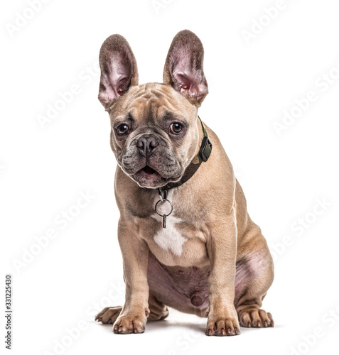 Sitting French bulldog with collar  isolated on white