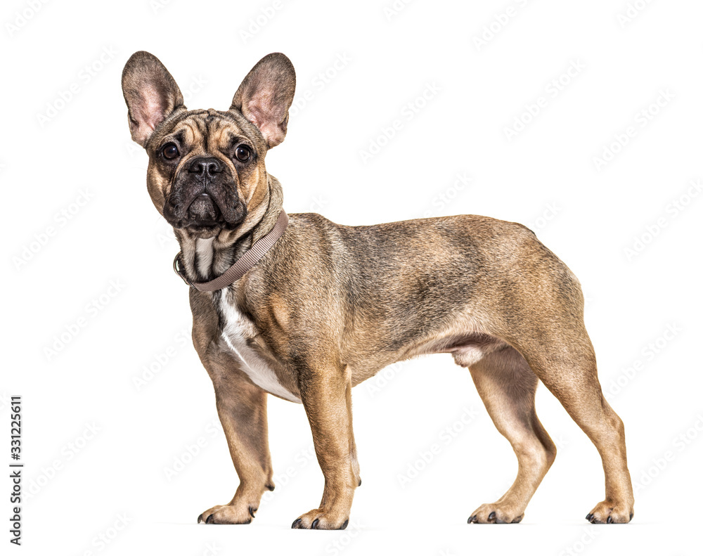 Side view on a standing brown French bulldog, isolated on white