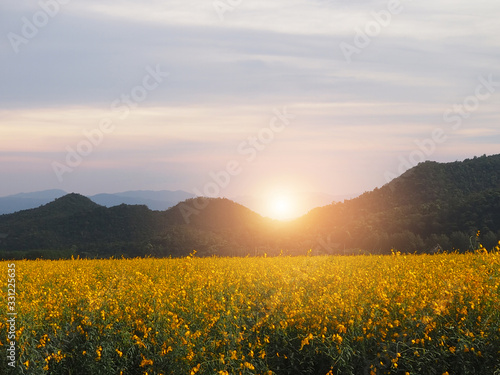 yellow sun hemp or crotalaria juncea or pummelo flower and see orange sunset near mountain view behind on the evening in the farm.