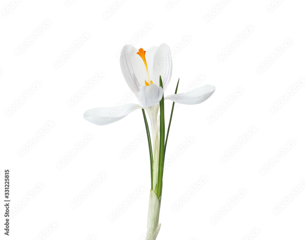 Beautiful crocus isolated on white. Spring flower Beautiful crocus isolated on white. Spring flower