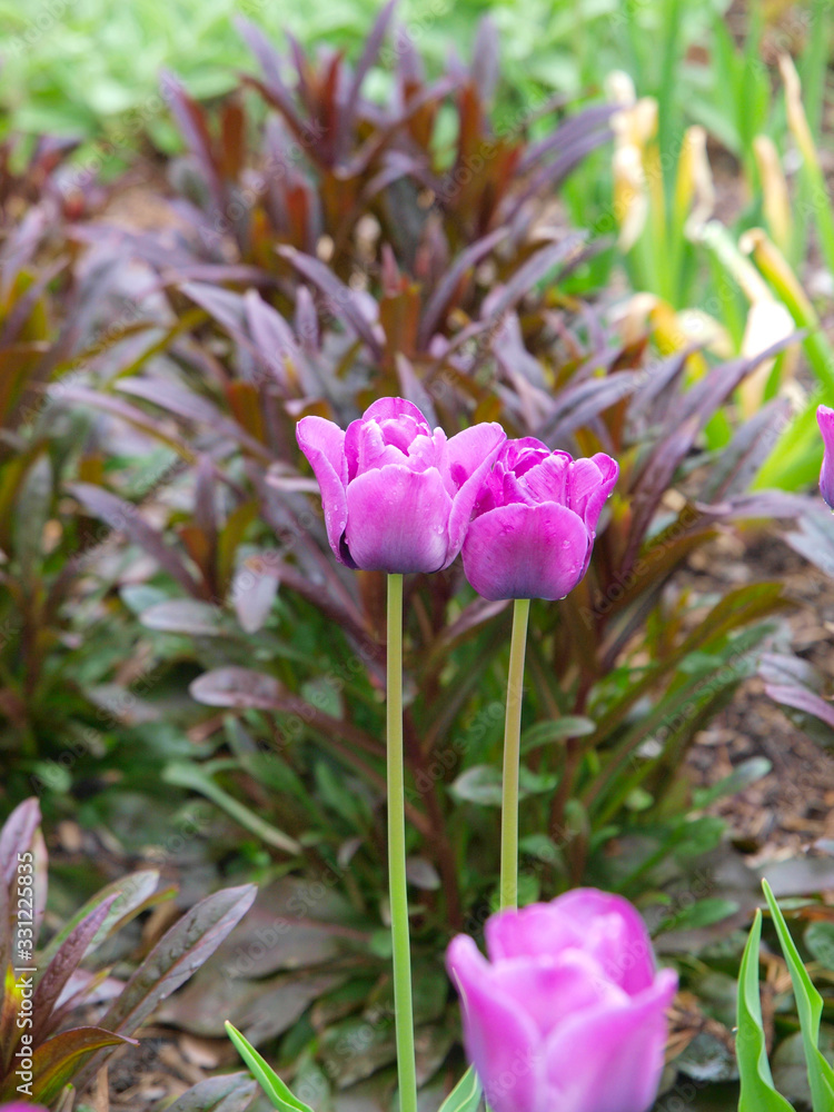 Fototapeta premium Pink tulips with green background