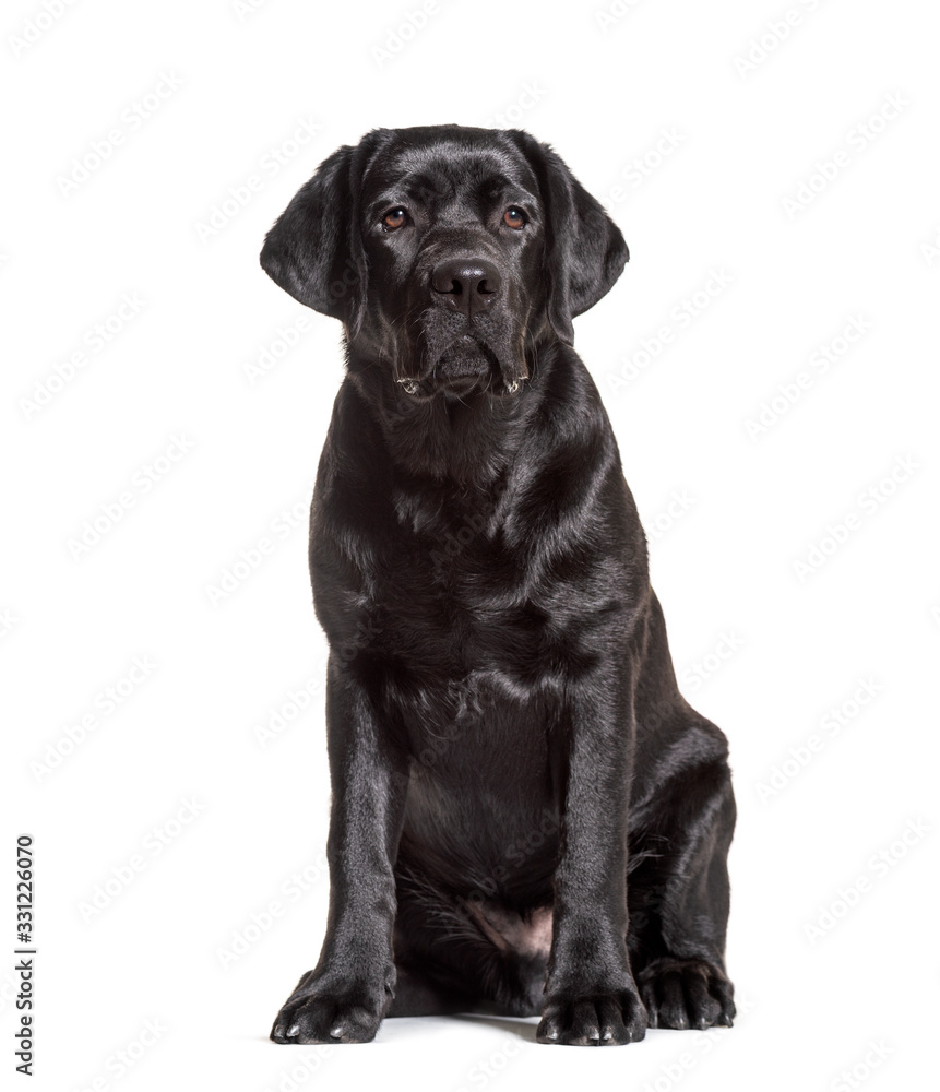 Black labrador retriever sitting, isolated on white Black labrador retriever sitting, isolated on white