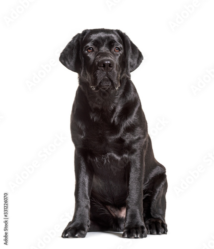 Black labrador retriever sitting  isolated on white