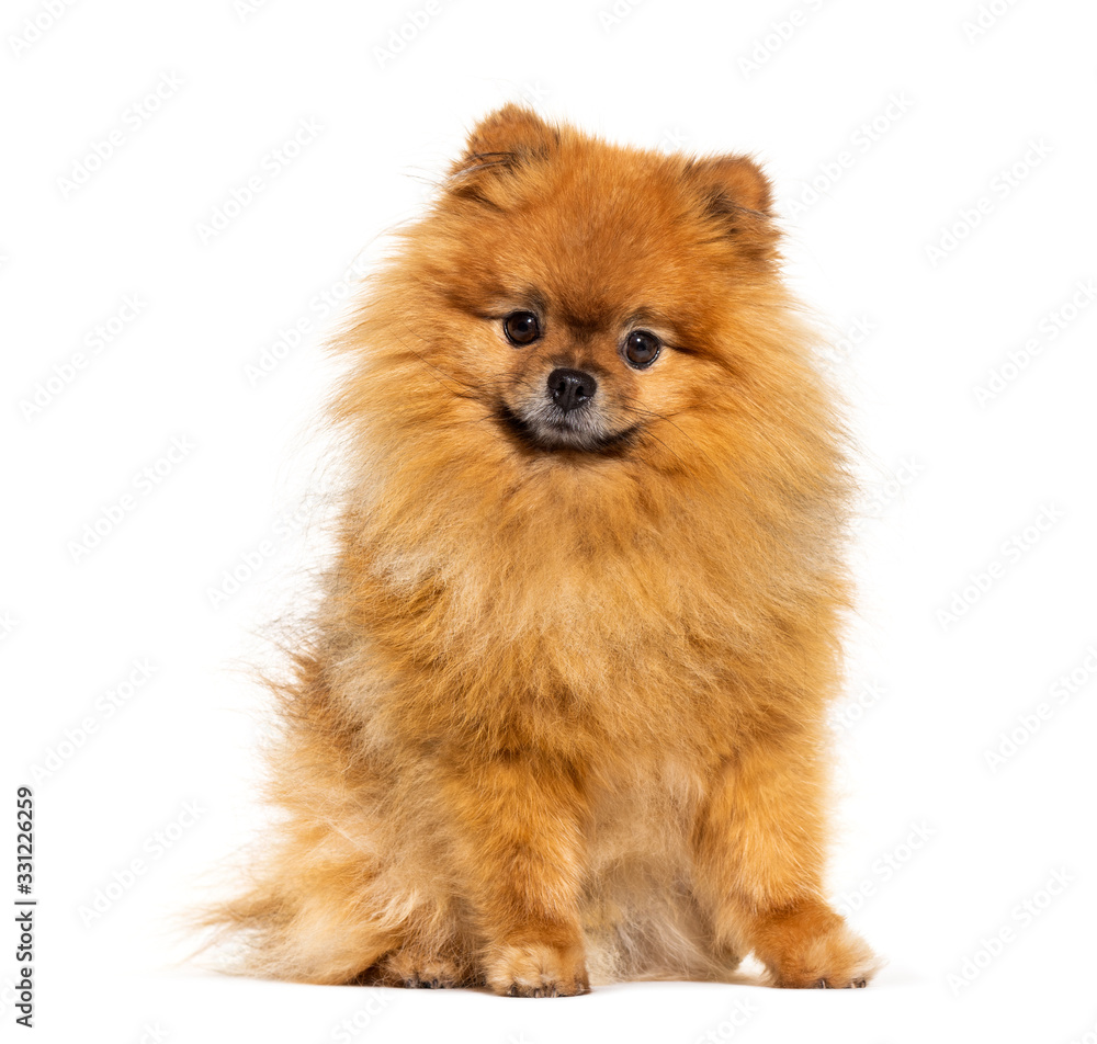 Pomeranian looking at the camera, isolated on white Pomeranian looking at the camera, isolated on white