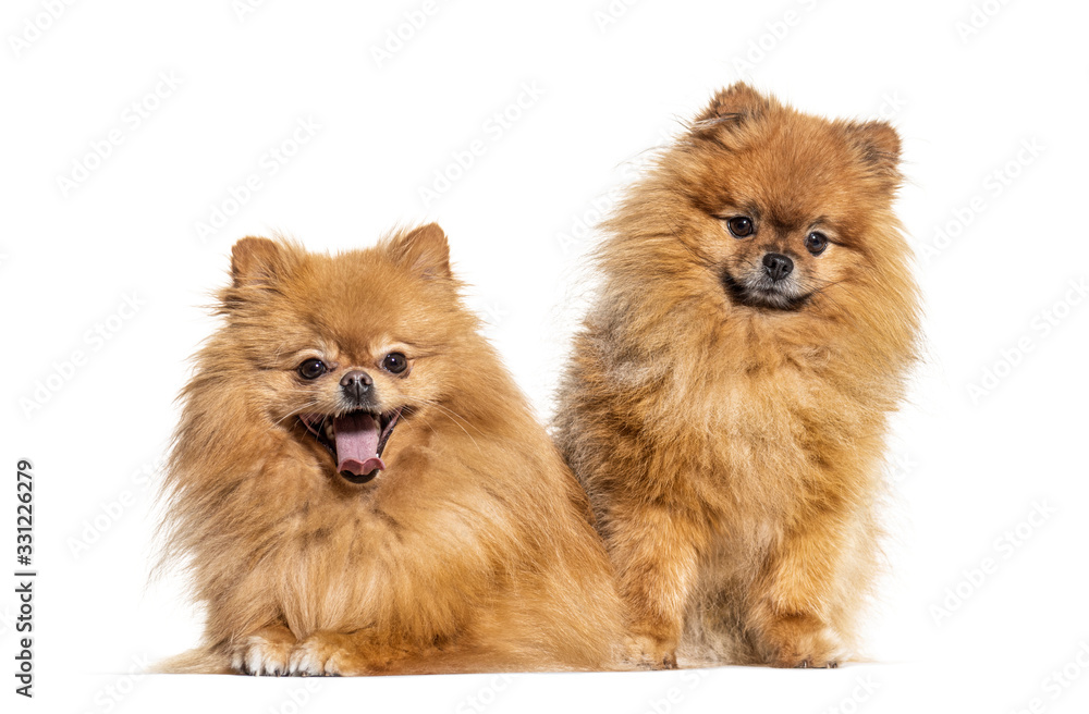 Two Pomeranian dogs, isolated on white