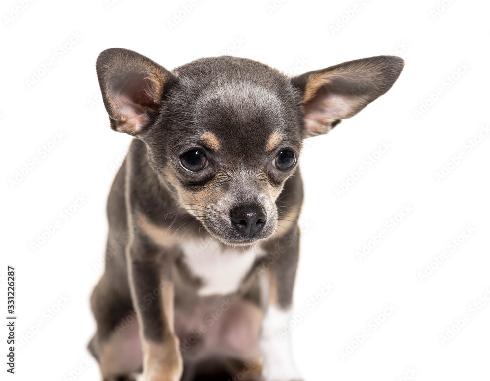 chihuahua looking down, isolated on white