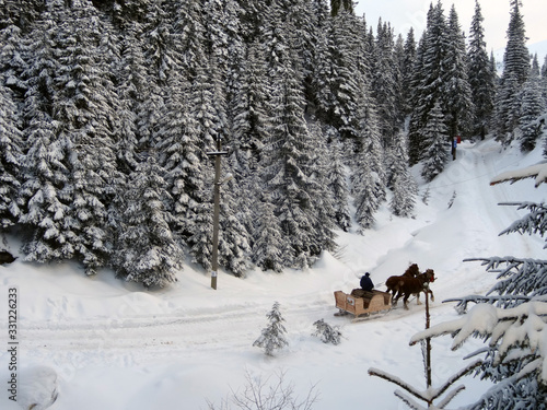  A cart of horsebacks high in the mountains among tall fir trees