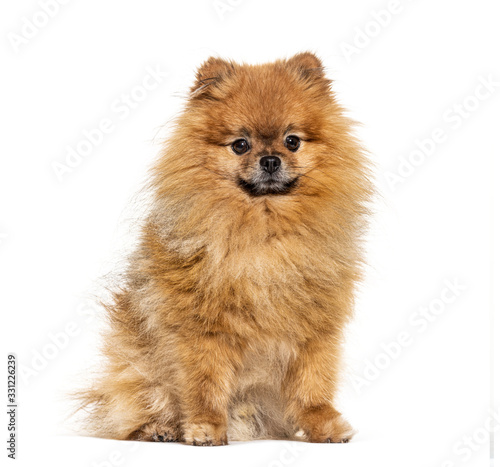 Pomeranian looking at the camera, isolated on white © Eric Isselée