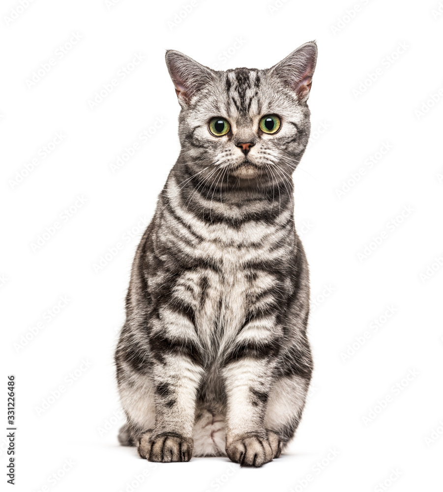 Obraz premium Sitting British Shorthair, isolated on white