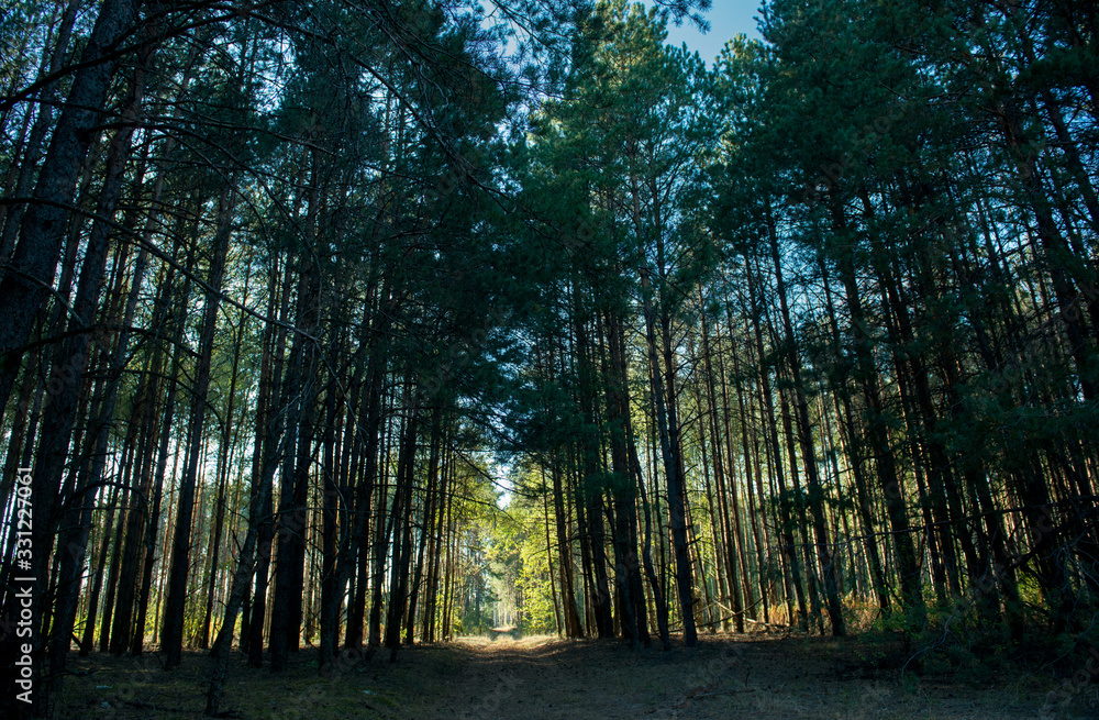 Fototapeta premium Sunny passage in a picturesque dark forest