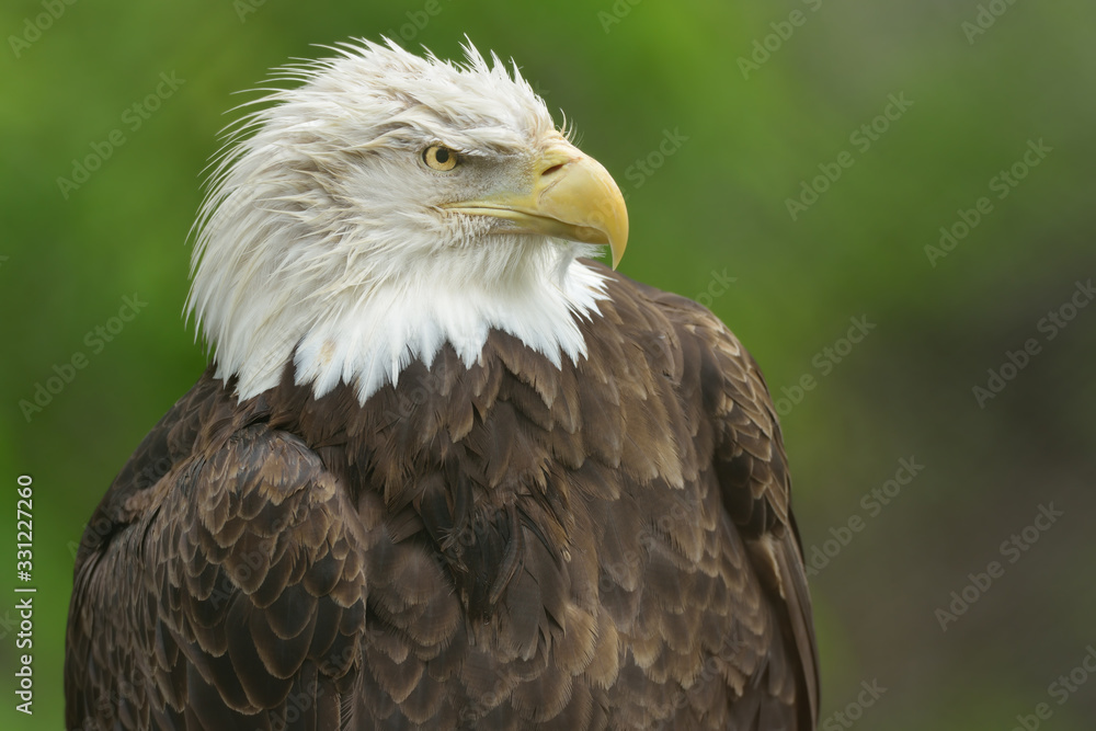 Bald eagle portrait (Haliaeetus leucocephalus) Bald eagle portrait (Haliaeetus leucocephalus)