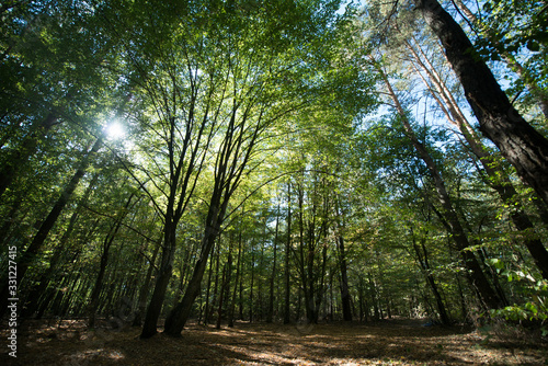 The sun's rays make their way through the green foliage of the forest