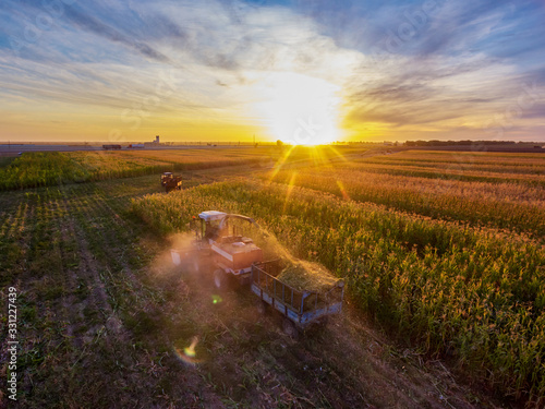 Harvesting of Sorghum. Combine harvesters agricultural machines collecting Sorghum on the field. View from above.