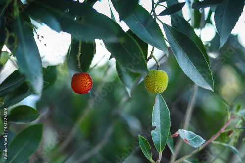 Konstfotografi Fruto verde e maduro de uma árvore da espécies frutífera de medronho (Arbutus un