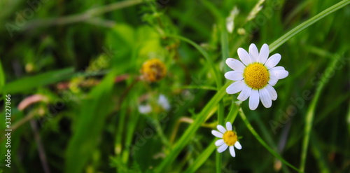 a beautiful daisy in the grass