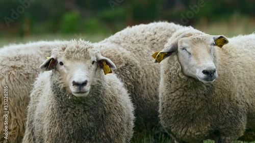 Sheep couple ruminating in meadow