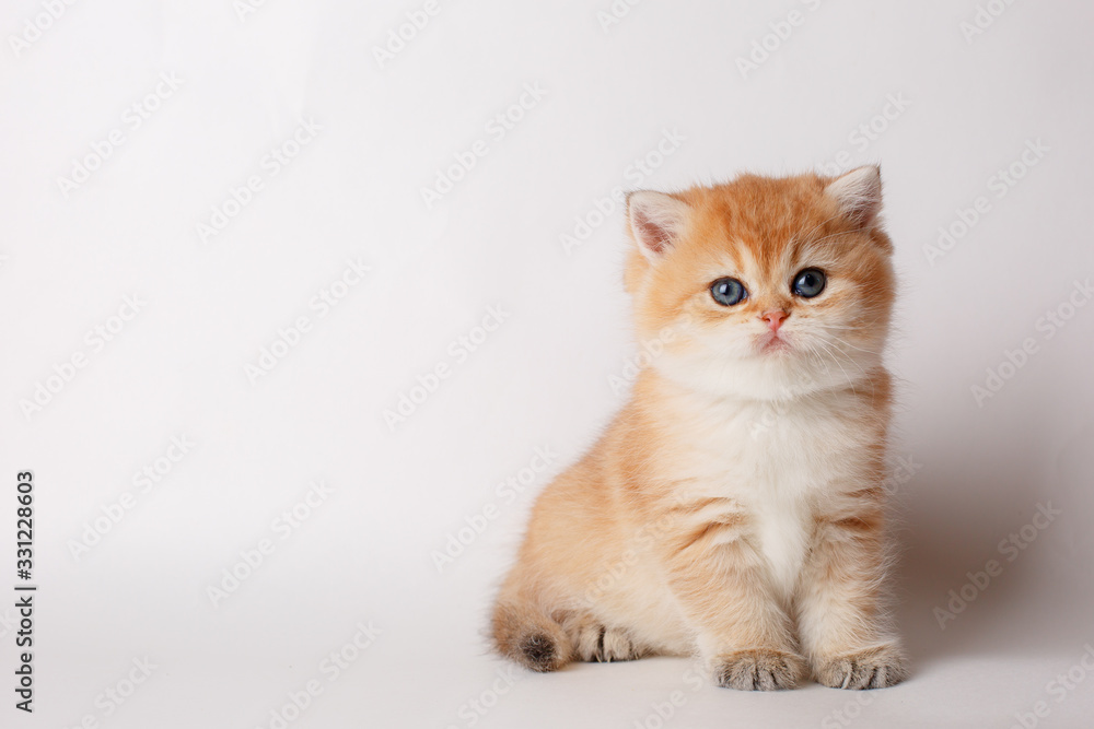 cute little ginger kitten on a white background, cute pets concept	