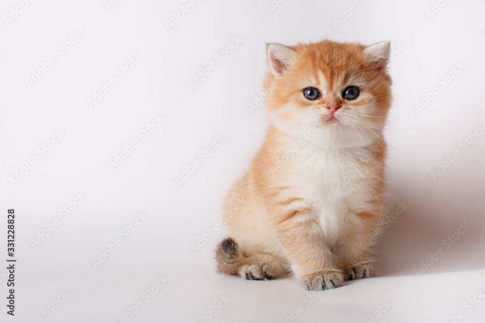 cute little ginger kitten on a white background, cute pets concept cute little ginger kitten on a white background, cute pets concept