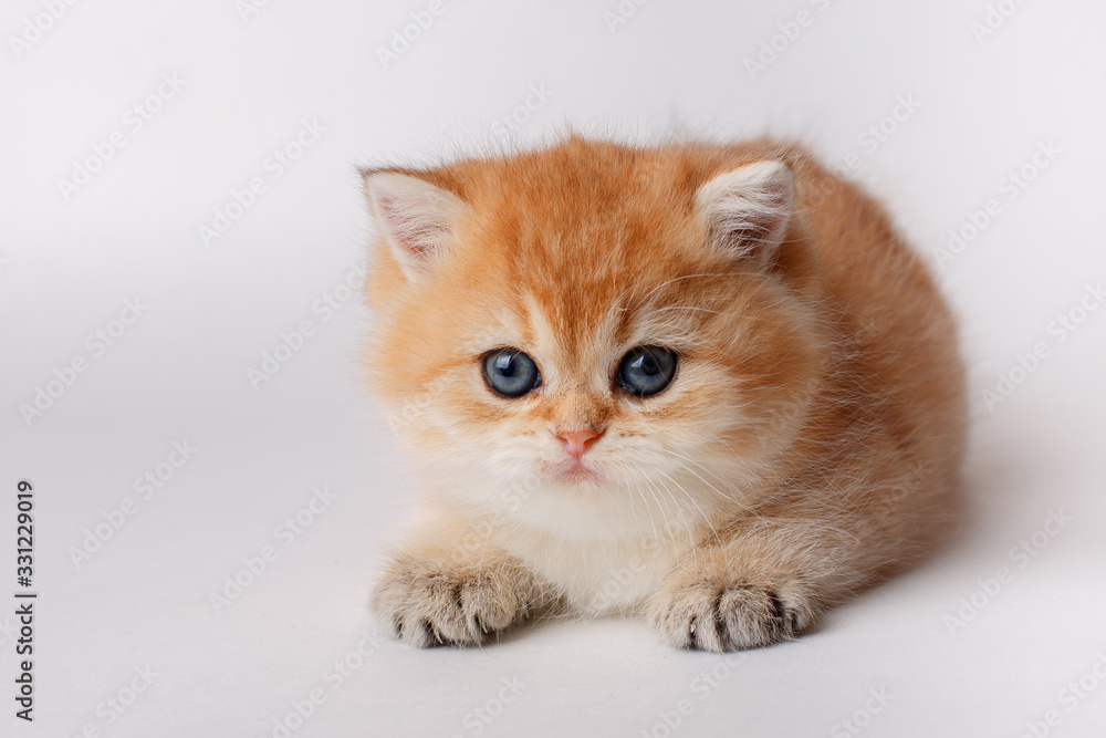 cute little ginger kitten  on a white background, cute pets concept