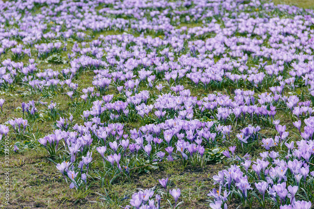 Image of purple crocuses bloomed in the park