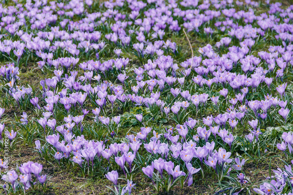 Fototapeta premium Glade of violet crocuses in the park