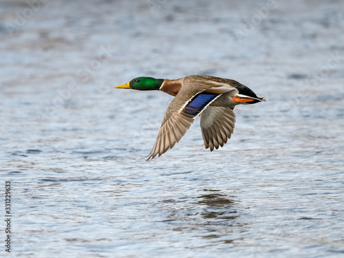 Male Mallard in Flight Over River