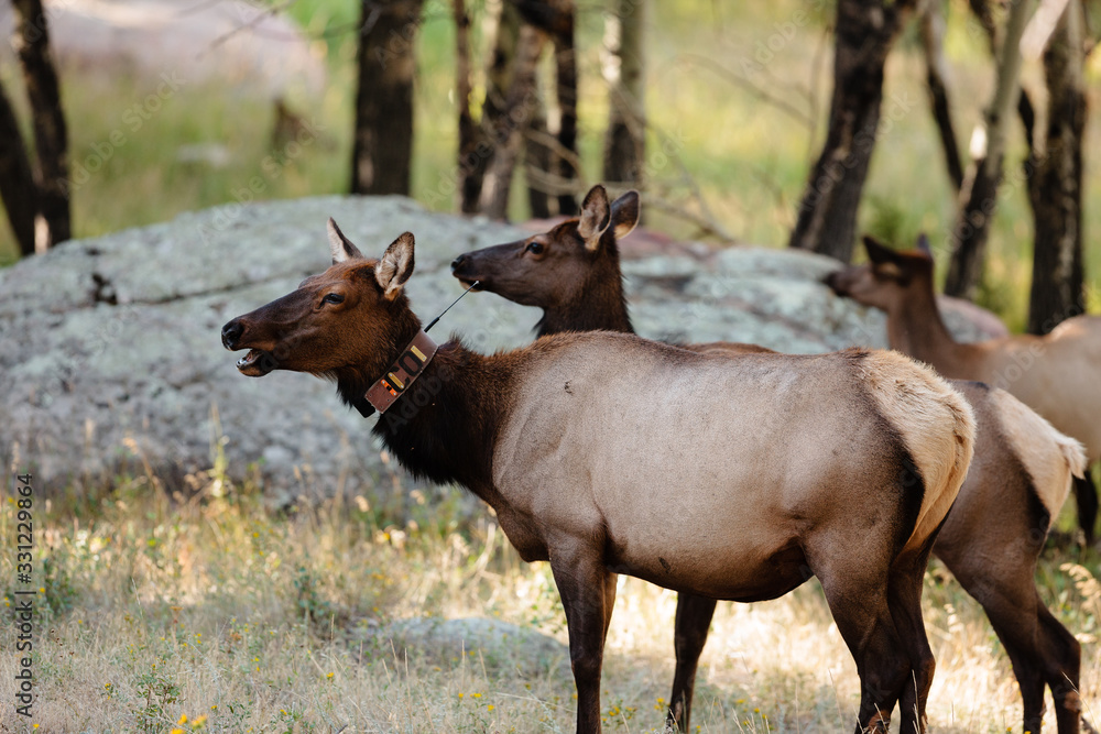 Elk tracking collars on elk in Rocky Mountain National Park