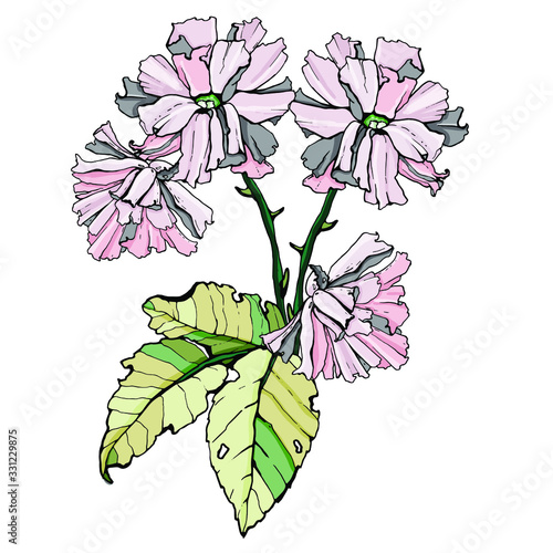 Set of rose flowers. Isolated over white background. Vector graphics.