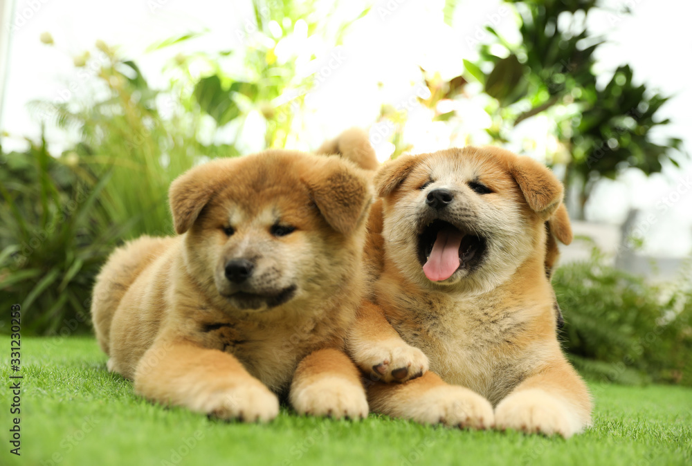 Cute Akita Inu puppies on green grass outdoors. Baby animals Cute Akita Inu puppies on green grass outdoors. Baby animals