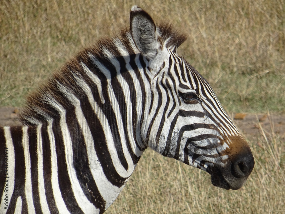 Fototapeta premium zebra selfie