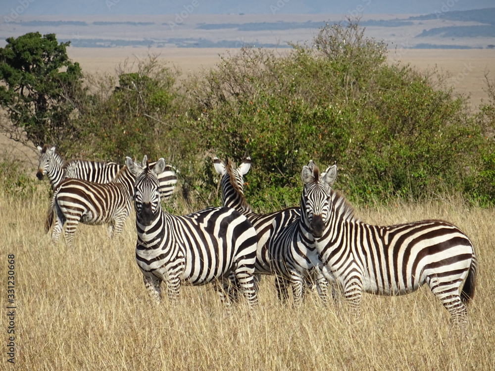 zebra in masai mara national park of kenia zebra in masai mara national park of kenia