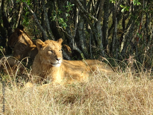lion resting © Laura