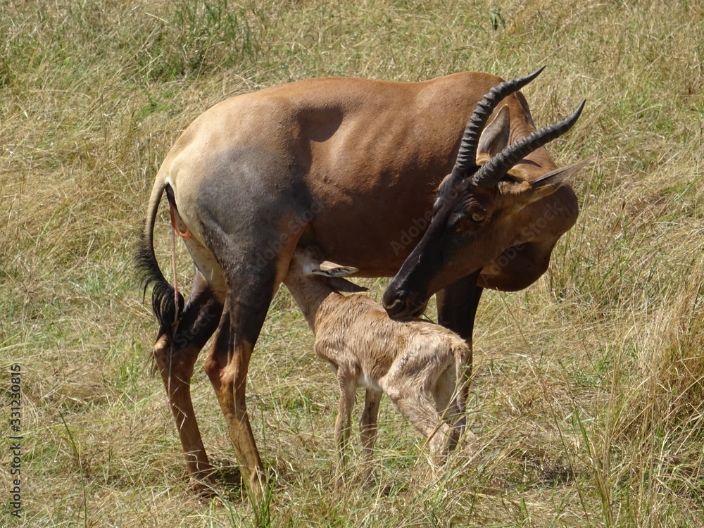 Fototapeta premium newborn antelope eating in kenia, africa