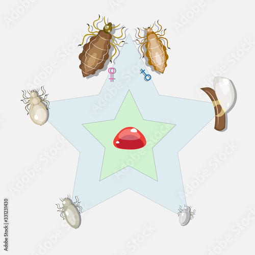 Lice Development Stages