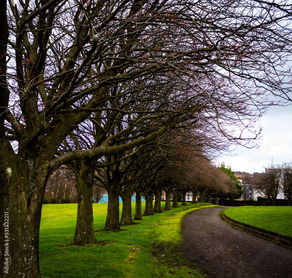 Bare trees curving to follow a path