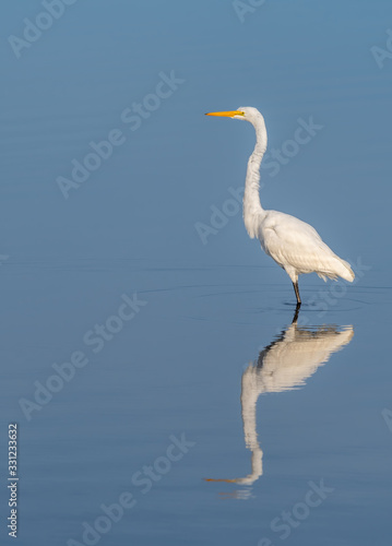 A wading great egret (Ardea alba) is reflected in the water in Florida, USA.