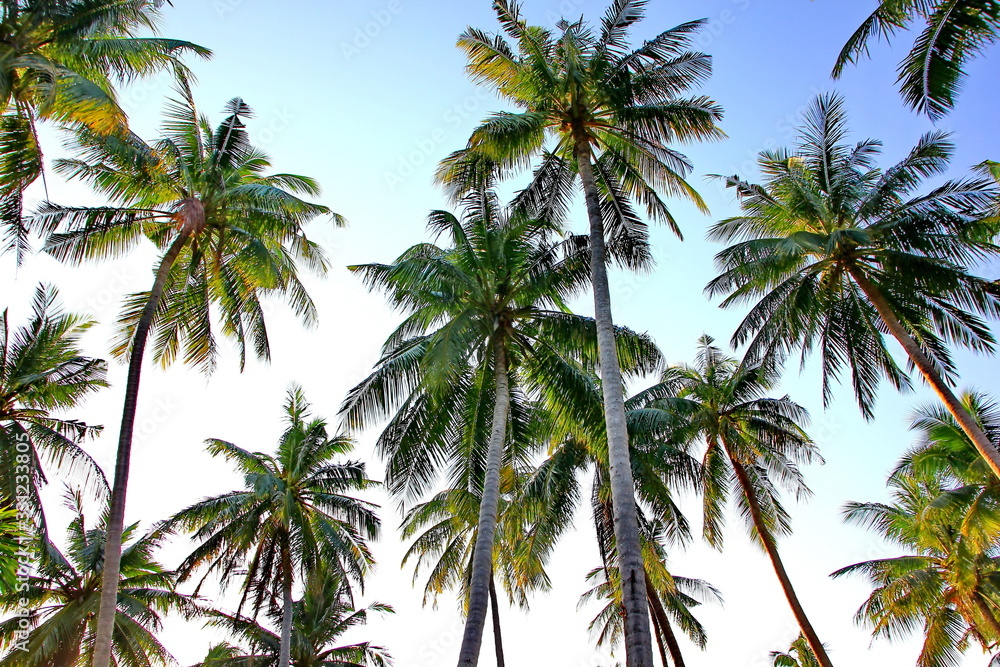 row of coconut plantation with blue sky white cloud row of coconut plantation with blue sky white cloud
