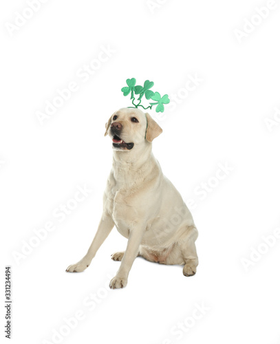 Labrador retriever with clover leaves headband on white background. St. Patrick's day