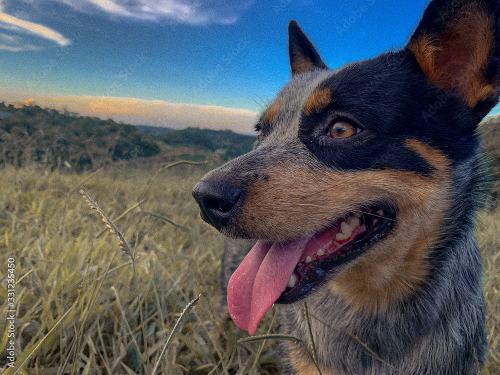 dog on grass dog on grass