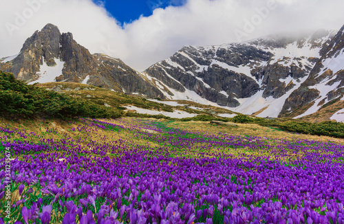 Mountain peak and meadow with crocuses