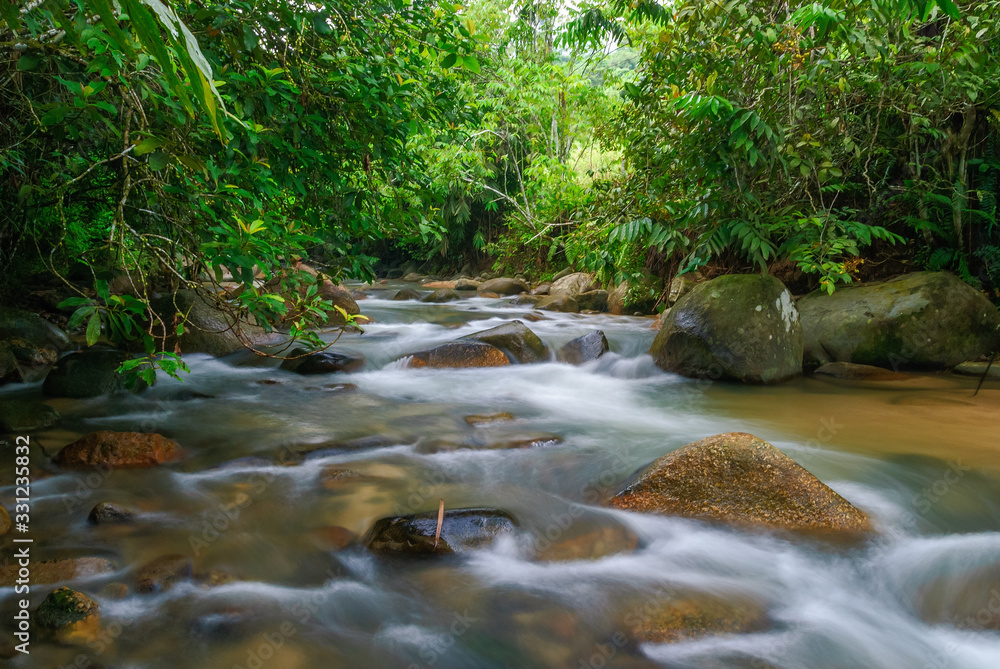 stream in the forest stream in the forest