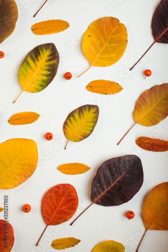 background with autumn leaves. flat lay fall background different leaveson white background  photo