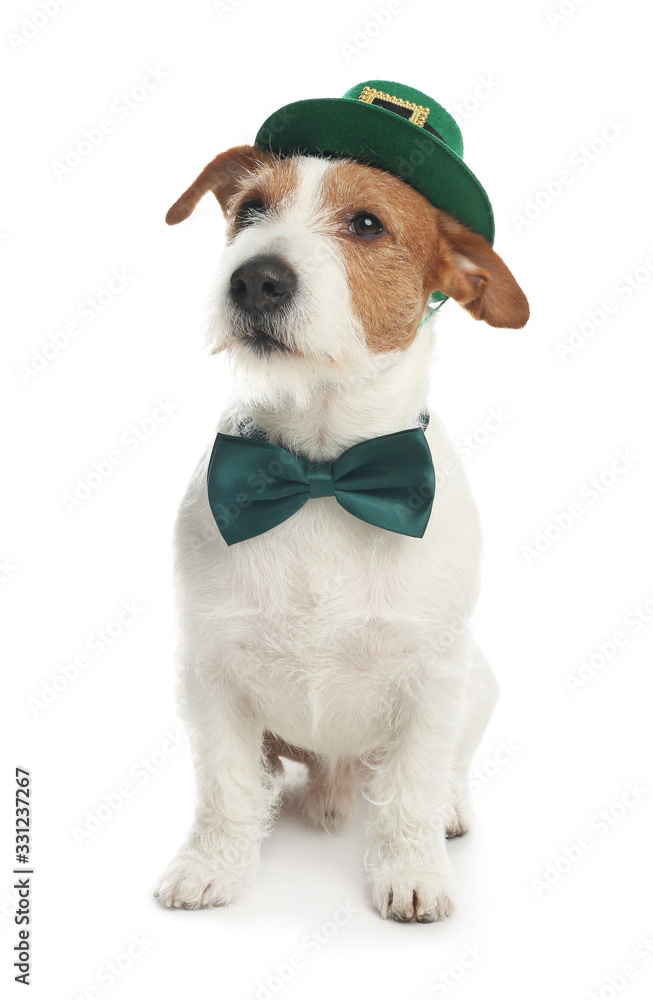 Jack Russell terrier with leprechaun hat and bow tie on white background. St. Patrick's Day