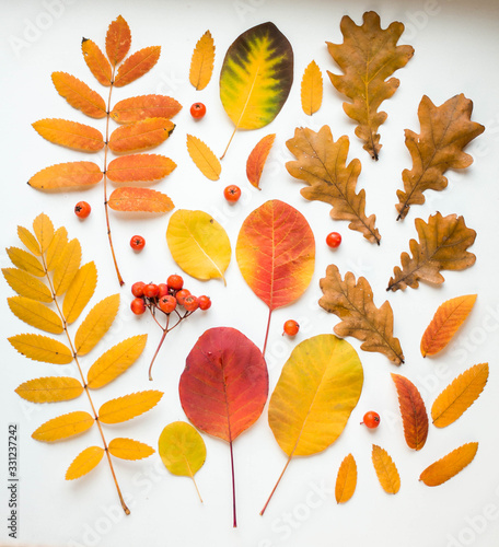 background with autumn leaves. flat lay fall background different leaveson white background  photo