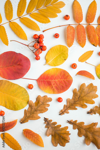 background with autumn leaves. flat lay fall background different leaveson white background  photo