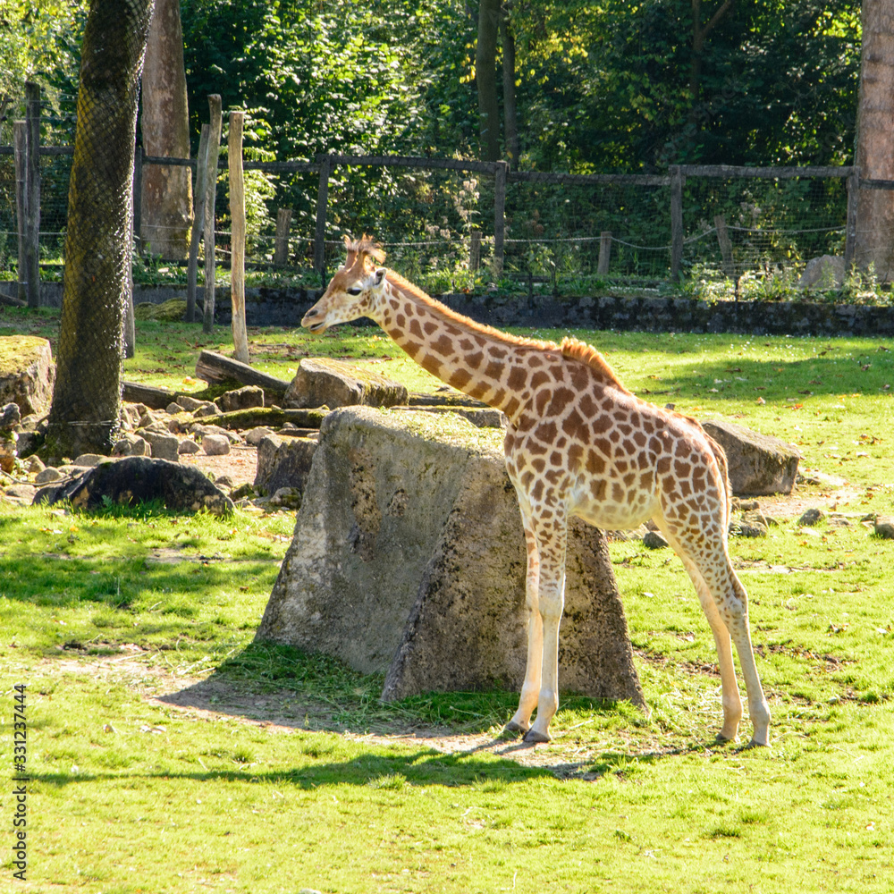 Obraz premium giraffe in the zoo