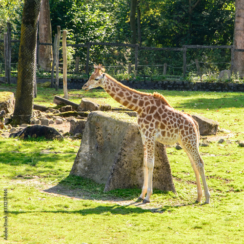 giraffe in the zoo