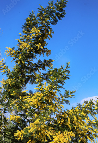 mimosa flowers against blue sky