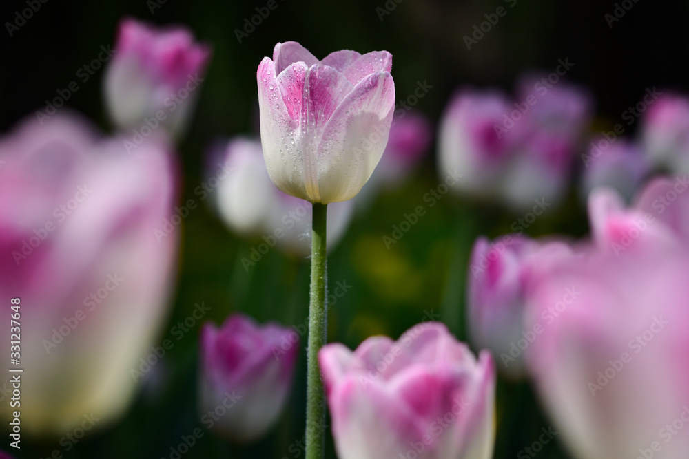 Obraz premium Many rare pink and white tulips in the spring garden