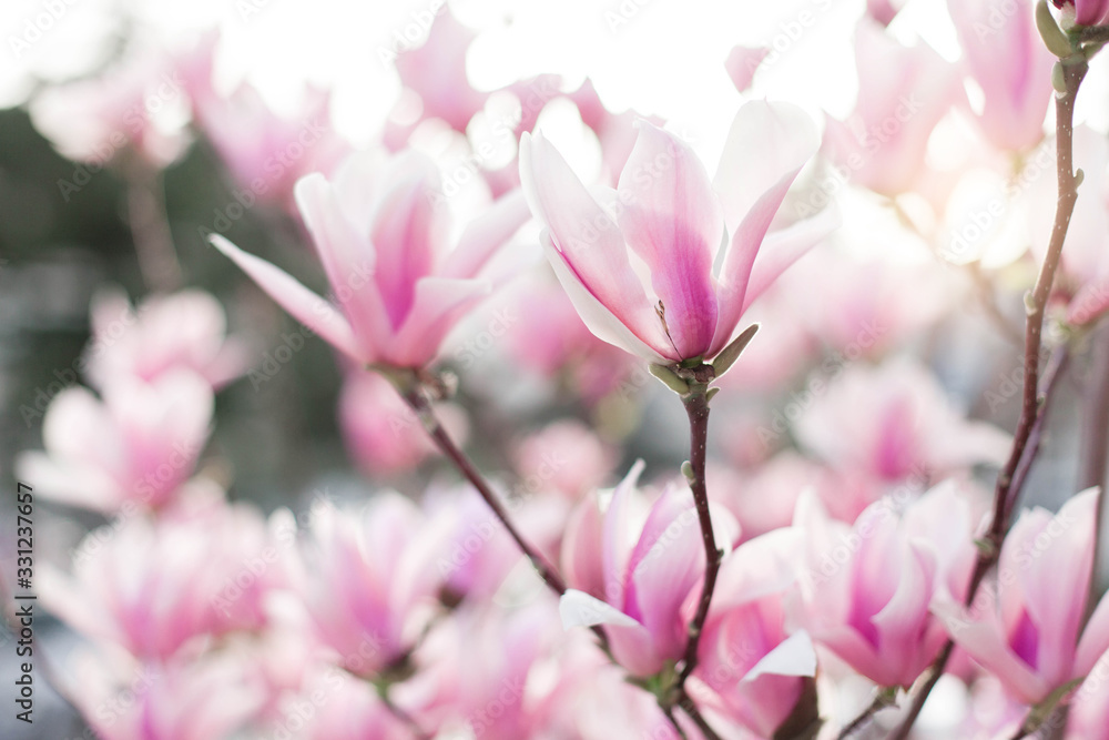 Spring flowers. Magnolia blooming in park at sunset. Pink bushes at city streets. Blossom tree in garden. Floral background. Spring flowers. Magnolia blooming in park at sunset. Pink bushes at city streets. Blossom tree in garden. Floral background.